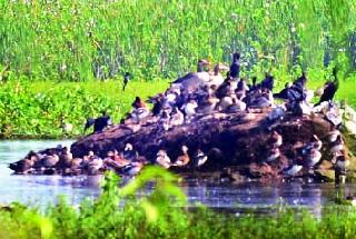 North African 'evening kadamba' in Nanduram | उत्तर आफ्रिकेचा ‘शाम कादंब’ नांदूरमधमेश्वरमध्ये