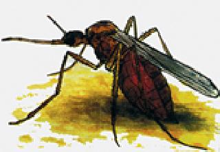 Pay special attention to dengue control! | डेंग्यू नियंत्रणाकडे विशेष लक्ष द्या! Pay special attention to dengue control! | डेंग्यू नियंत्रणाकडे विशेष लक्ष द्या!