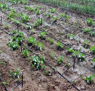 Two thousand farmers deprived of micro irrigation grant | सुक्ष्म सिंचन अनुदानापासून दोन हजार शेतकरी वंचित Two thousand farmers deprived of micro irrigation grant | सुक्ष्म सिंचन अनुदानापासून दोन हजार शेतकरी वंचित