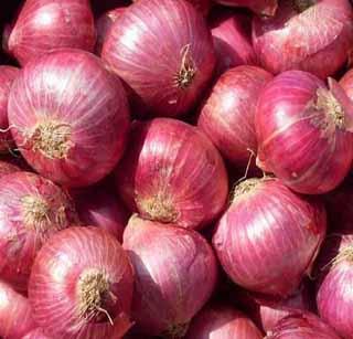 Onion price will be Rs. 1400 per quintal! | कांद्याला मिळणार प्रतिक्विंटल १४00 रूपये भाव ! Onion price will be Rs. 1400 per quintal! | कांद्याला मिळणार प्रतिक्विंटल १४00 रूपये भाव !