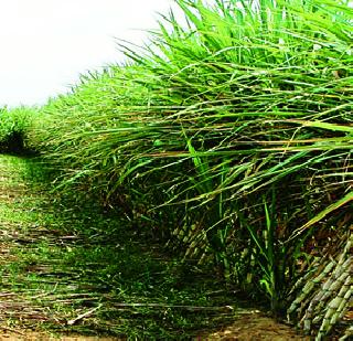 Keraachi basket made by Sugar Commission orders sugar factories | साखर कारखान्यांकडून साखर आयुक्तांच्या आदेशाला केराची टोपली