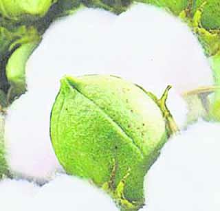 Buy one and a half million pieces of cotton in the temple | देऊळगावराजामध्ये दीड कोटीची कापूस खरेदी