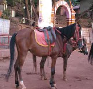 Mulunda horseback riding race | मुलुंडला घोडागाडी शर्यत उधळली