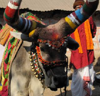 Nandi lodging | नंदीचा डेरा दाखल Nandi lodging | नंदीचा डेरा दाखल