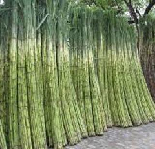 Sugarcane production of 17 thousand rupees! | ऊसउत्पादकाला एकरी १७ हजारांचा तोटा!