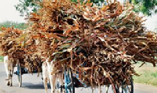 U-turn of administration on the field of grasshoppers | चाराटंचाईवर प्रशासनाचा यु-टर्न