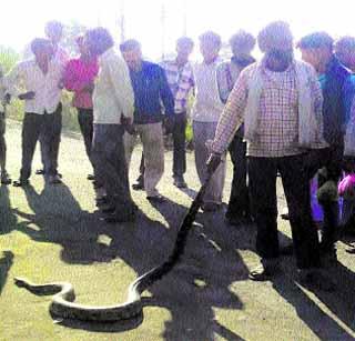 अजगराला दिले जीवदान