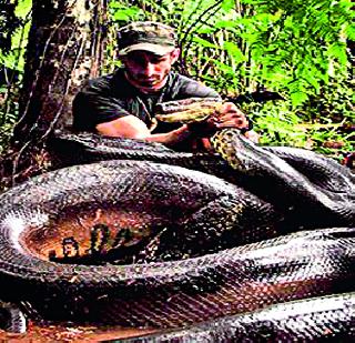 Anaconda's stomach for an hour! | तासभर राहिला अॅनाकोंडाच्या पोटात!