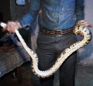 The hanging dragon in the house of Mumbai | मुंबईतील घरात पंख्यावर लटकला अजगर The hanging dragon in the house of Mumbai | मुंबईतील घरात पंख्यावर लटकला अजगर