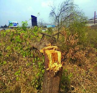 Advertising Trees? | जाहिरातबाजीसाठी वृक्षतोड?