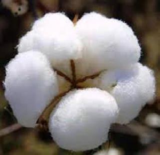 Cottonseed bonus quintal of hectare? | कापसाला बोनस हेक्टरी की क्विंटलमागे?