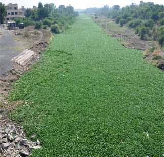 Sanjivani can become a hyacinth in Moray! | मोर्णेतील जलकुंभी ठरू शकते संजीवनी! Sanjivani can become a hyacinth in Moray! | मोर्णेतील जलकुंभी ठरू शकते संजीवनी!