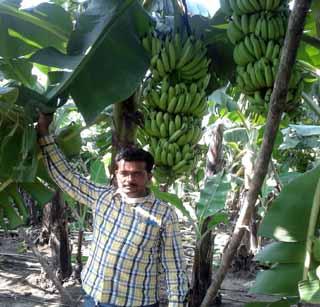 Production of organic banana in Akola district! | अकोला जिल्हय़ात सेंद्रिय केळीचे उत्पादन!