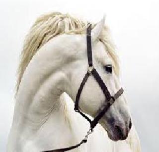 The horse counted for 15 million | घोडीसाठी मोजले तब्बल १५ लाख