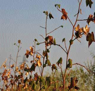 Drought situation formalities! | दुष्काळी परिस्थितीच्या पाहणीची औपचारिकता!