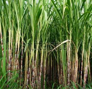 Sugarcane in the field disappeared from the Department of Agriculture | शेतातील ऊस कृषी विभागाच्या कागदावरून गायब