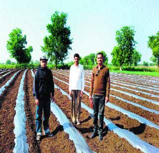 Sowing of sesame seeds grown in the saltwater basin | खारपाणपट्टय़ात वाढली टरबुजाची लागवड