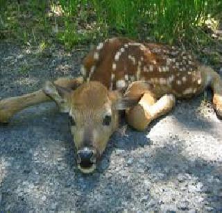 'Deer Park' in Palavade on paper! | तळवडेतील ‘डीअर पार्क’ कागदावरच!