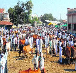 Livestock market due to drought situation | दुष्काळी परिस्थितीमुळे पशुधन बाजारात