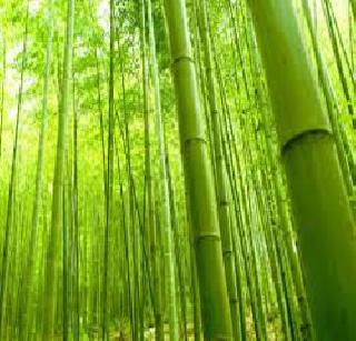 Promotion of Bamboo Business | बांबू व्यवसायाला प्रोत्साहन देणार Promotion of Bamboo Business | बांबू व्यवसायाला प्रोत्साहन देणार
