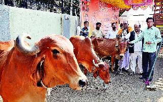 Three day dharna agitation against the District Collectorate for the ban of cow slaughter | गोवंश हत्त्या बंदीसाठी छावा संघटनेच्या वतीने जिल्हाधिकारी कार्यालयासमोर तीन दिवशीय धरणे आंदोलन