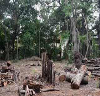 Ten thousand fines still pending | दहा हजार वनगुन्हे अद्यापही प्रलंबित Ten thousand fines still pending | दहा हजार वनगुन्हे अद्यापही प्रलंबित