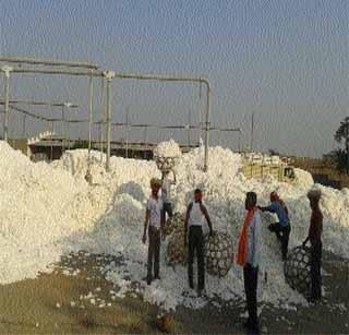 Buy CCI 80 thousand quintals of cotton | सीसीआयची ८0 हजार क्विंटल कापूस खरेदी