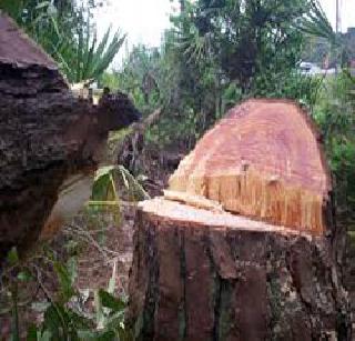 Tree trunk in the Saurry Budruk forest area | बोरी बुद्रुक वनक्षेत्रात वृक्षतोड