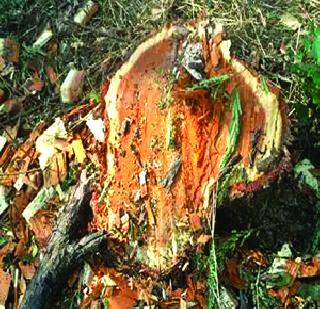Break Matheran's Ezozon Protected Trees | माथेरान इकोझोनच्या संरक्षित झाडांची तोड Break Matheran's Ezozon Protected Trees | माथेरान इकोझोनच्या संरक्षित झाडांची तोड