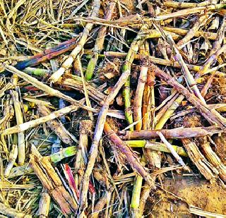 Sugarcane was scratched even if it was scratched! | ऊस वाळून झाल्या खोडक्या तरीही तुटेना !