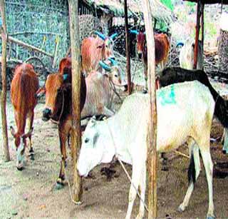 Due to non-availability of livestock sale | चा-याअभावी पशुधन विक्रीला