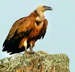 Let's save the vulture! | चला, गिधाड वाचवू या!