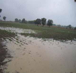 Suddenly rain, hail, hail | अवकाळी पाऊस, गारपिटीने पळविला तोंडचा घास Suddenly rain, hail, hail | अवकाळी पाऊस, गारपिटीने पळविला तोंडचा घास