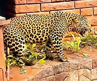 Where did the leopard come from? Mystery remained intact | बिबट्या आला कुठून ? गूढ कायम