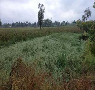 37 villages in Washim district have been interrupted | वाशिम जिल्ह्यातील ३७ गावे बाधित 37 villages in Washim district have been interrupted | वाशिम जिल्ह्यातील ३७ गावे बाधित