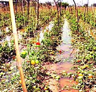 Insurance cover for fruit trees for hail also | गारपिटीसाठीही फळपिकांना विमा संरक्षण Insurance cover for fruit trees for hail also | गारपिटीसाठीही फळपिकांना विमा संरक्षण