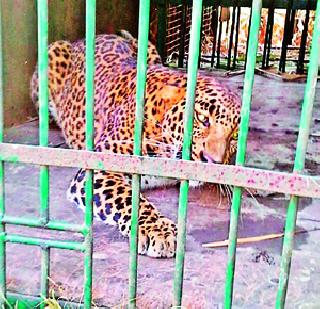 Green leopard | हिरवेत बिबट्या जेरबंद Green leopard | हिरवेत बिबट्या जेरबंद
