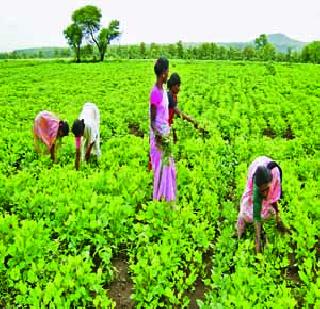 How will farming become lucrative? | शेती किफायतशीर कशी बनेल?