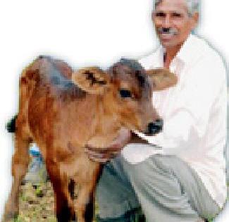 The young livestock supervisor searched the 'Nandori Triveni' cow | युवा पशुधन पर्यवेक्षकाने शोधली ‘नंदोरी त्रिवेणी’ गाय