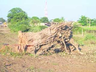 The landlord should give land to the landlord | वनखात्याच्या जमिनी मूळमालकाला मिळाव्यात