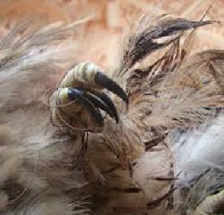 Avoid the wildlife of birds! | पक्ष्यांवरील संक्रांत टाळा! Avoid the wildlife of birds! | पक्ष्यांवरील संक्रांत टाळा!