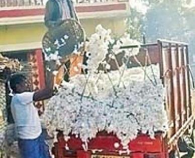 Cotton slows down; Inward decline | कापूस भावावर मंदीचे सावट; आवक घटली