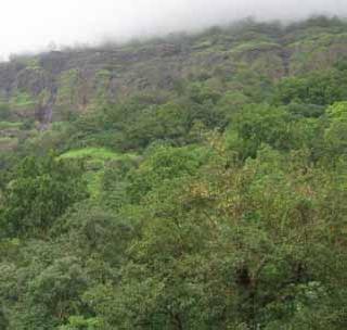 Forest section 'seven-twelve' too! | वनविभागाच्या जंगलाचाही ‘सात-बारा’! Forest section 'seven-twelve' too! | वनविभागाच्या जंगलाचाही ‘सात-बारा’!