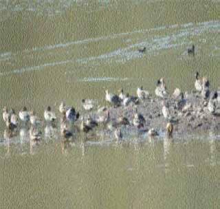 There were 452 water birds found in Gullarghat lake | गुल्लरघाट तलावावर ४५२ पाणपक्षी आढळले