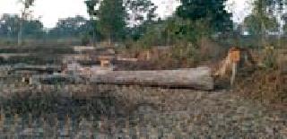 Invalid wooden stock in protected forest | संरक्षित वनातील शेतशिवारात अवैध लाकडांचा साठा Invalid wooden stock in protected forest | संरक्षित वनातील शेतशिवारात अवैध लाकडांचा साठा
