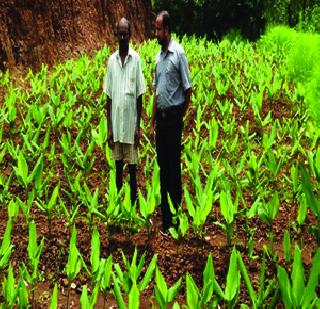 Use of turmeric cultivation | हळद लागवडीचा आदिवासींचा प्रयोग Use of turmeric cultivation | हळद लागवडीचा आदिवासींचा प्रयोग