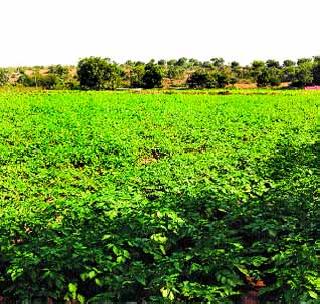 Progress in farming even during drought | दुष्काळातही साधली शेतीतून प्रगती Progress in farming even during drought | दुष्काळातही साधली शेतीतून प्रगती