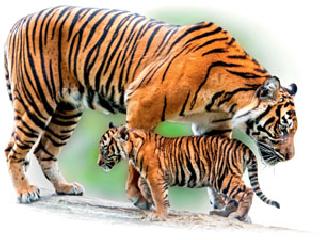 Tigers grew, but how to survive? | वाघ वाढले, पण जगवणार कसे?