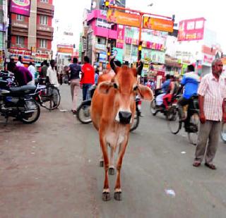 Mokat cows, took sweeping monkeys to sweep | मोकाट गायी, माकडांच्या सफाईसाठी हाती घेतला झाडू