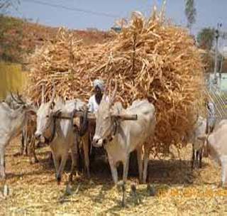 Fodder is expensive, poor living! | चारा महागला, मुक्या जिवांचे बेहाल!